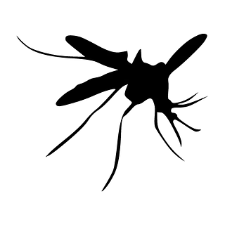 Icono
