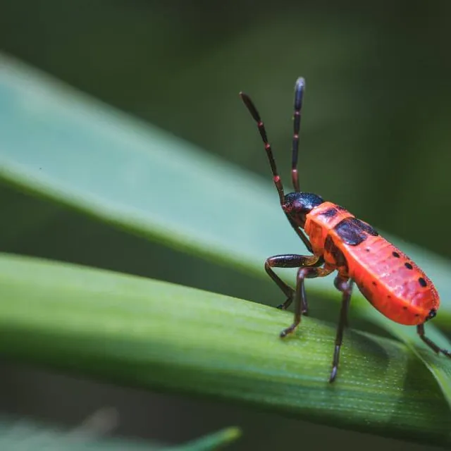 Identificación de la plaga